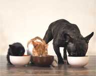 Dogwalking/ Passear Animais