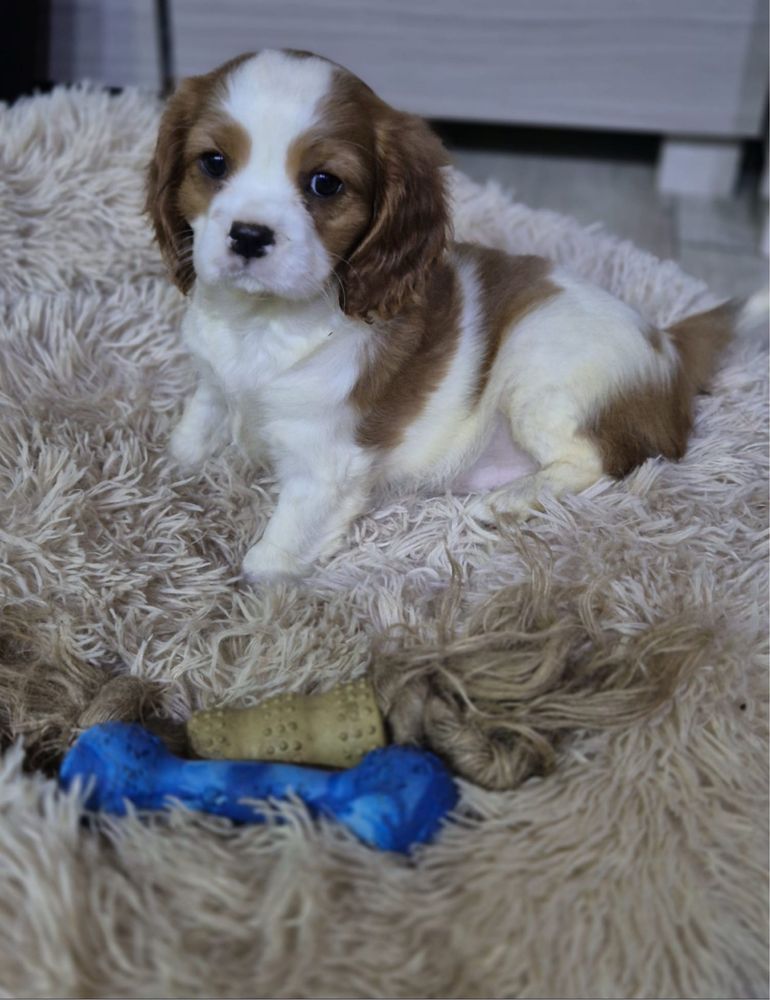 Cavalier King Charles Spaniel - uroczy piesek 8 tygodniowy