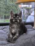 Piękna kotka Maine Coon srebro