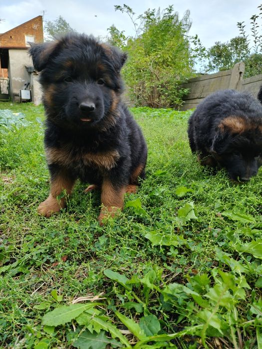 Owczarek Niemiecki Długowłosy m