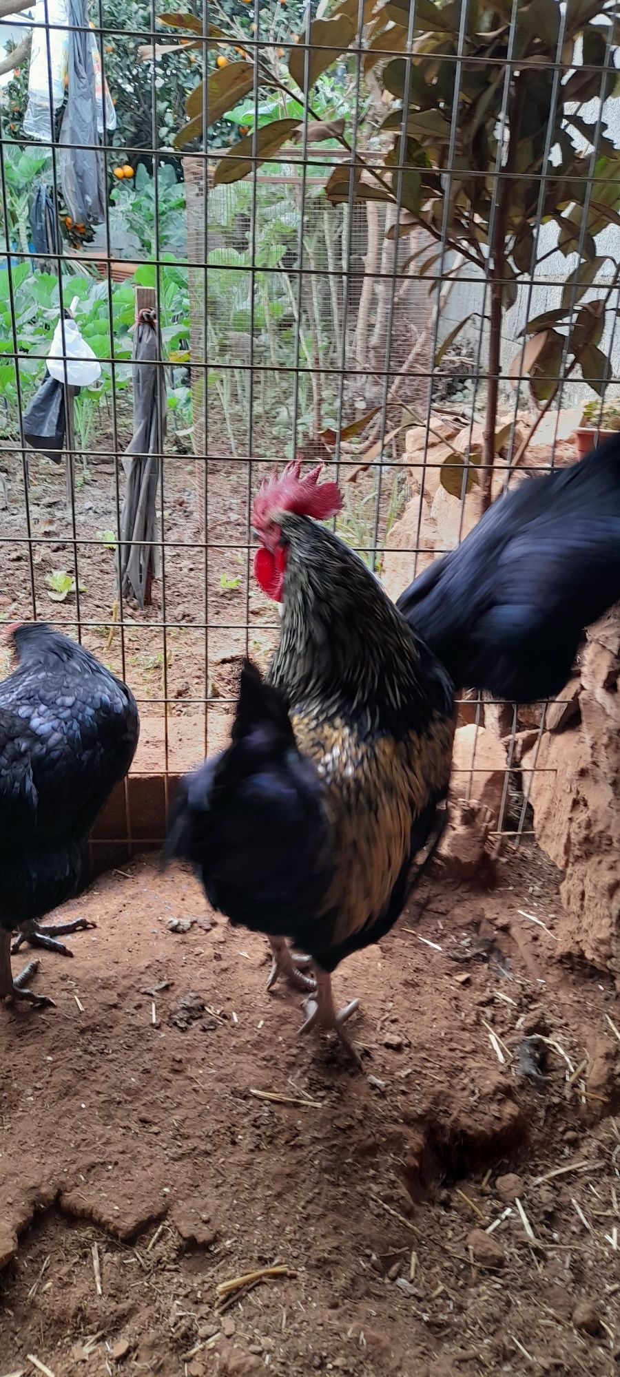 Ovos galados Australorp puro