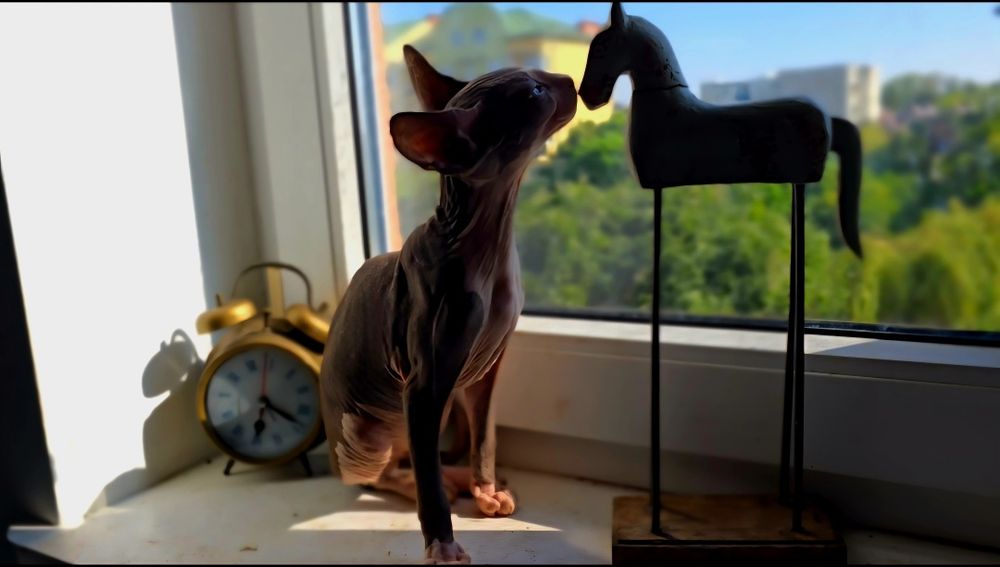 Kot sfinks piekny kocurek sphynx