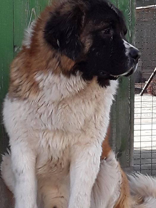 Щенки московской сторожевой