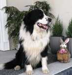 Border Collie - Reproduktor/Krycie