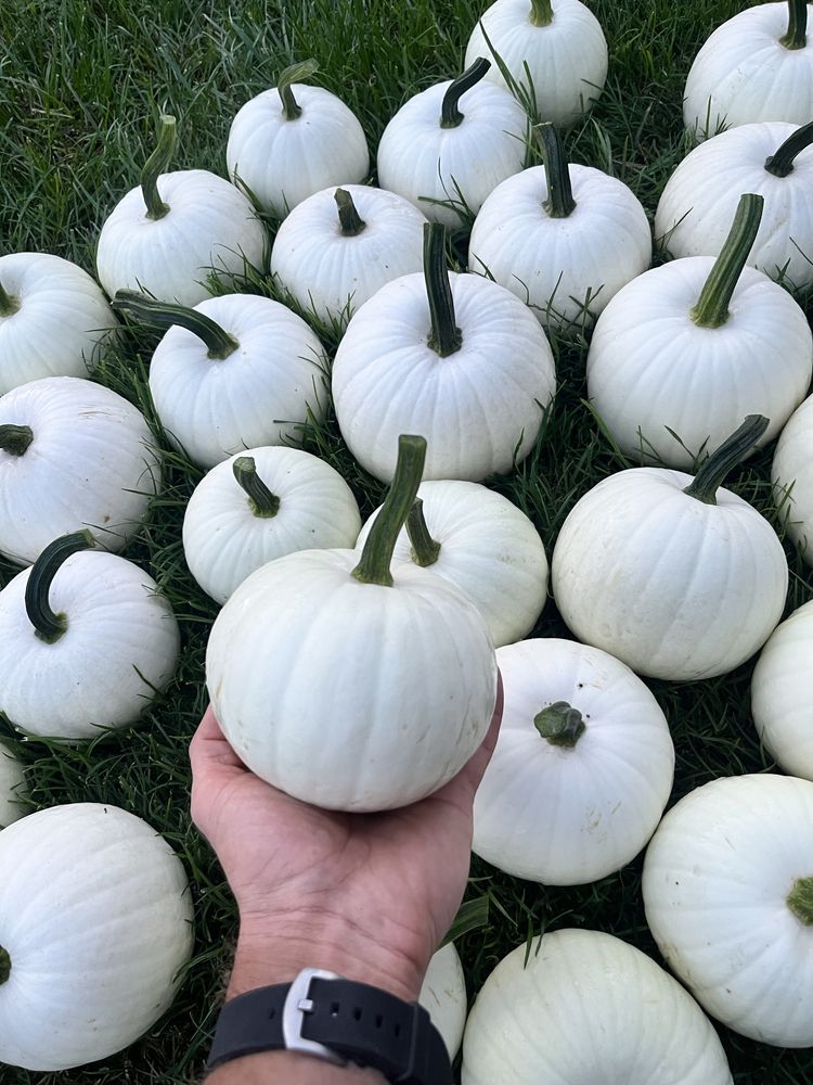 10 szt Biała dekoracyjna dynia ozdobna halloween