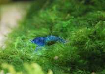 Krewetki Blue Velvet