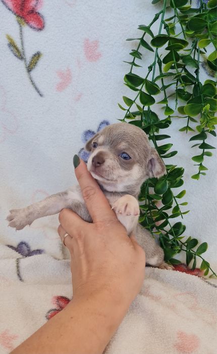 Estupendo Lilac Tan Chihuahua/Chiuaua de Qualidade