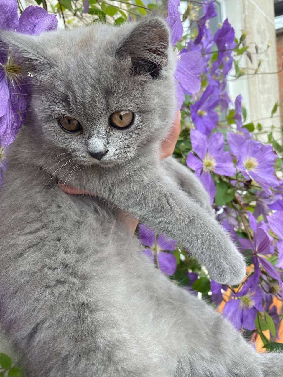 Шотландські кошенята