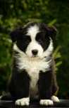Piękny PIESEK border collie z metryką ZWIĄZKU Kynologicznego w Polsce.