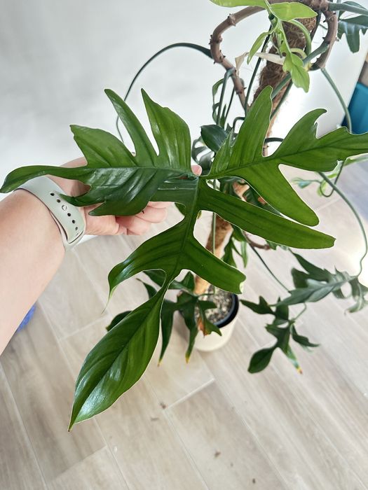 Duzy okaz Philodendron
