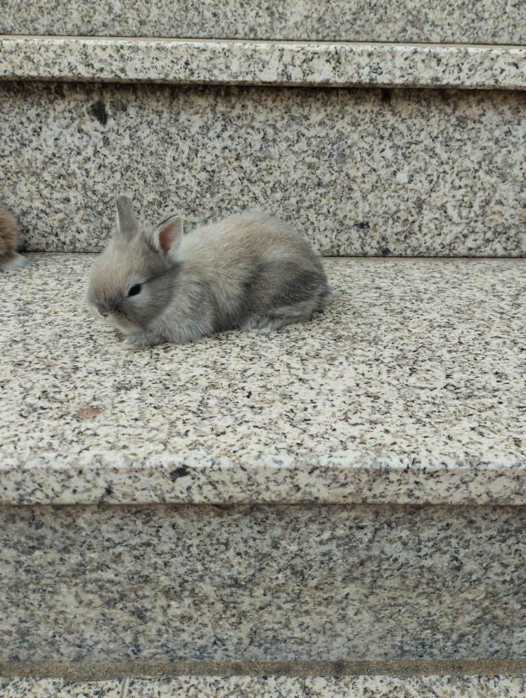 Coelhos anoes bebes
