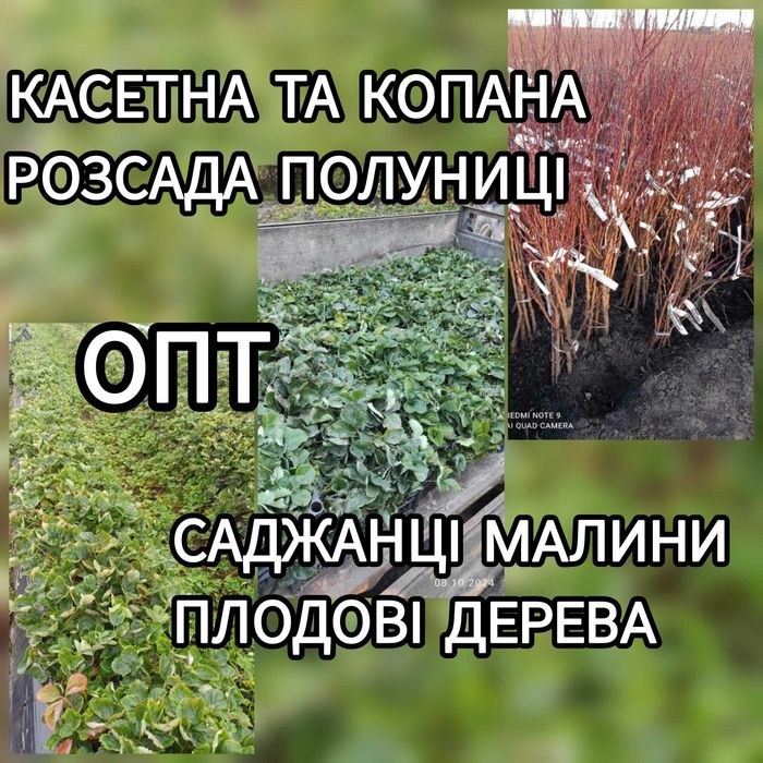 Розсада полуниці Саджанці Малини Плодові дерева Рассада Клубники