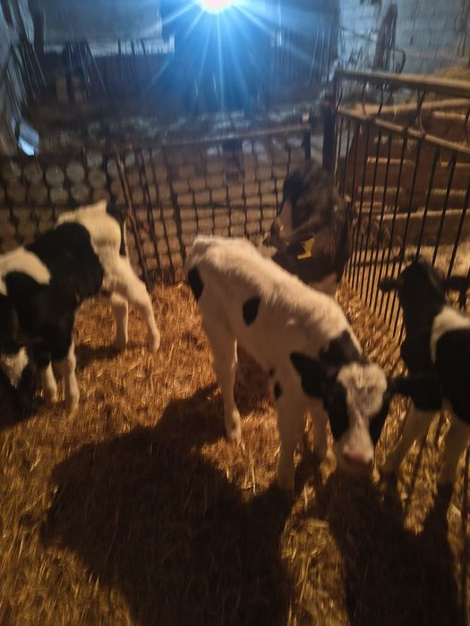 Cielaki byczki SM i mm