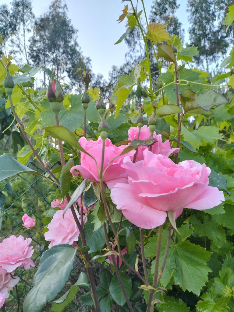 Roseiras 2 cores