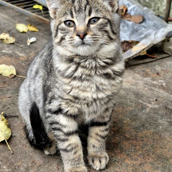 Три гарнющі котики.Дуже лагідні,та гарні