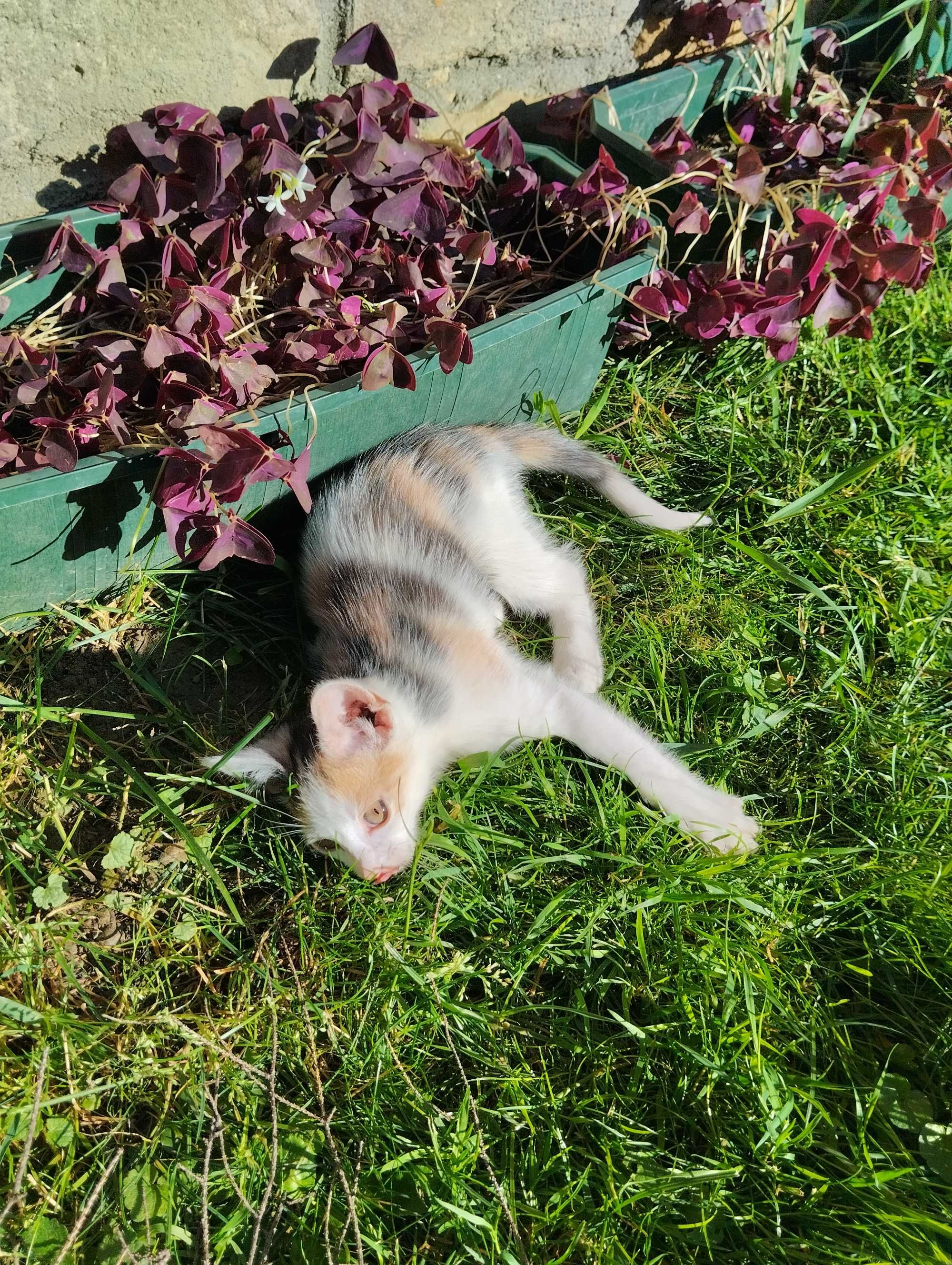 Oddam małe kotki