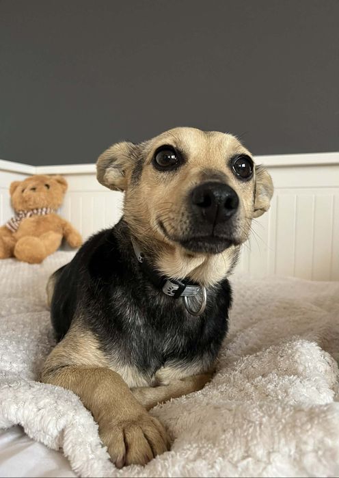 Przekochana mała sunia szuka domu