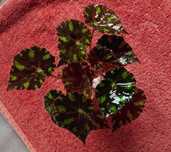 Бегонія, Begonia, Begonia bowerae