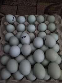 Инкубационное яйцо кур амераукана