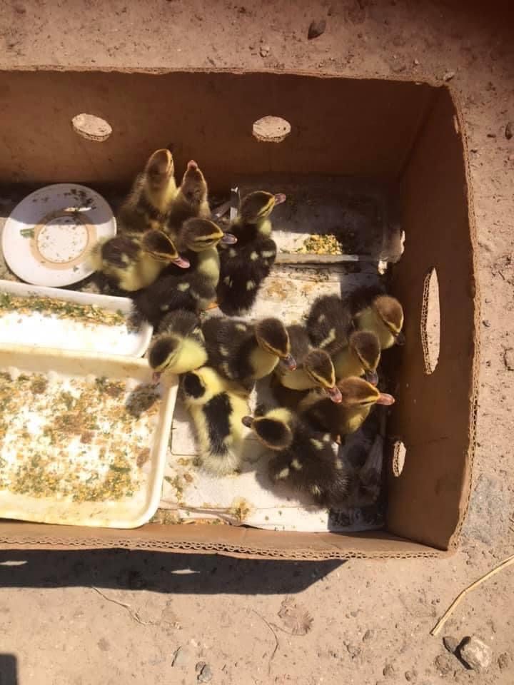 Продам каченята та качки, індокачки