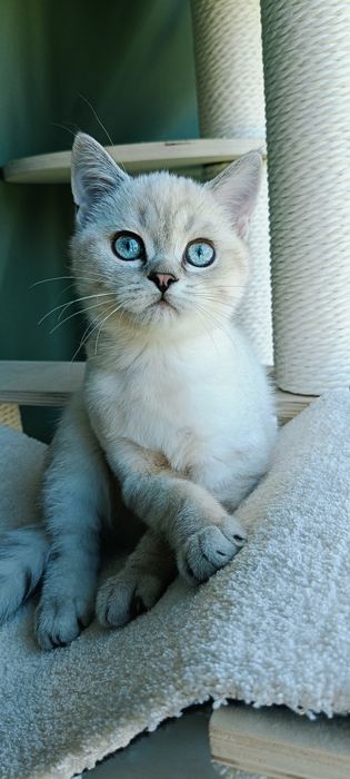 Kot szkocki WCF scotishcat kocur