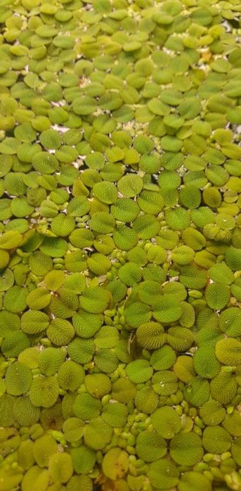 Oddam za darmo roślinki pływające do akwarium salvinia natans rzęsa