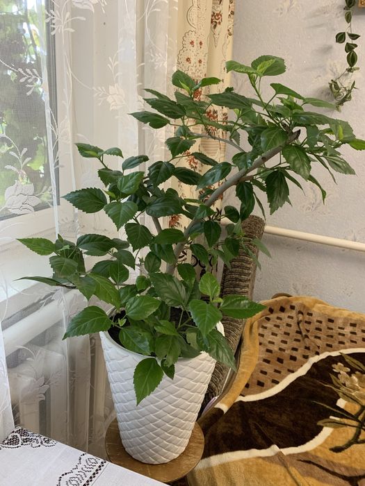 Роза кімнатна