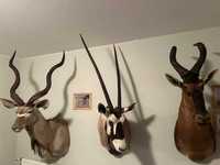 Medaliony kolekcja kudu, oryx, gnu, hartebest i waterbuck