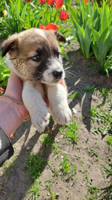 Собачата,чудові песодіти