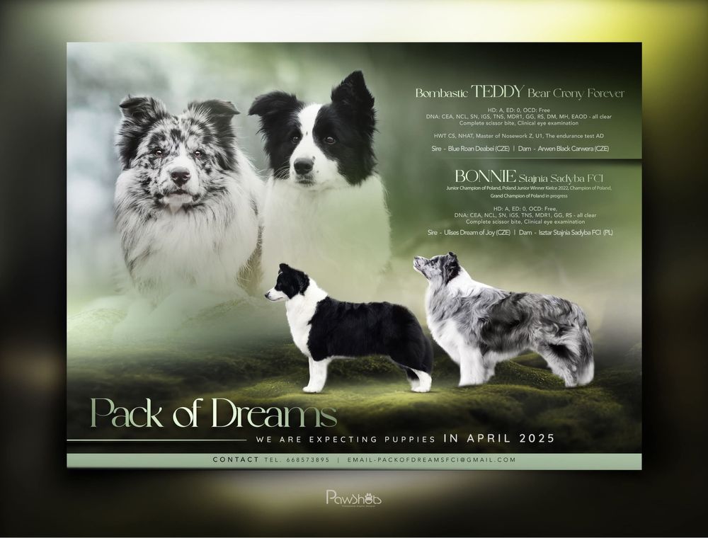 Cudowny samiec Border Collie linia show FCI ZKwP