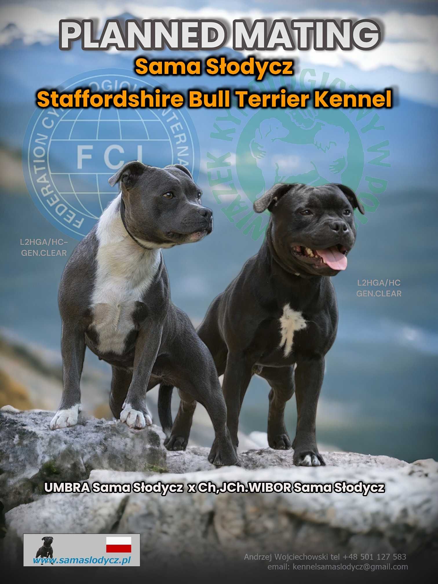 Staffordshire Bull Terrier (FCI) Staffik Stafik