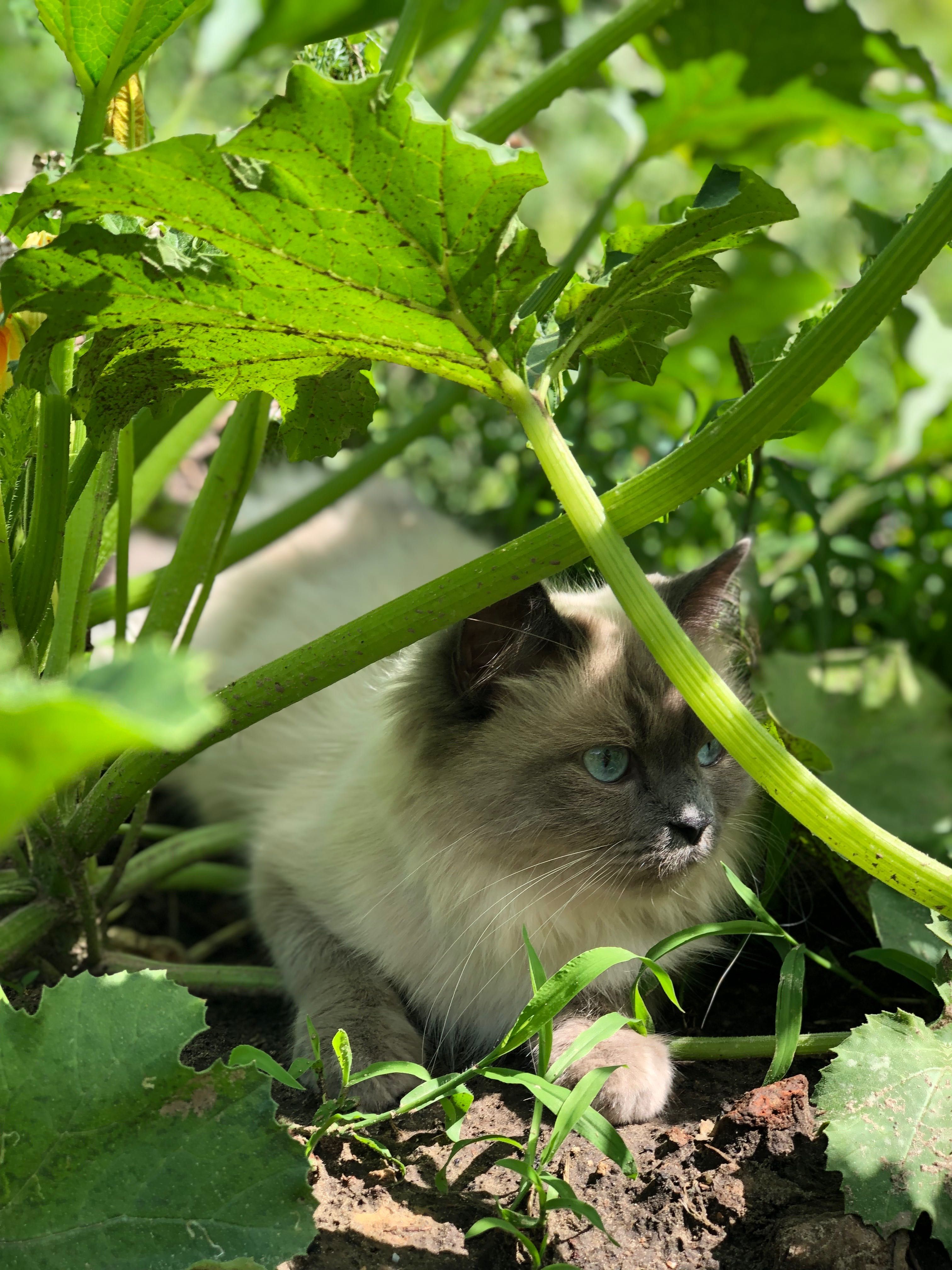 Шукаємо кота Регдолл для вʼязки