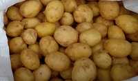 Молода  картопля