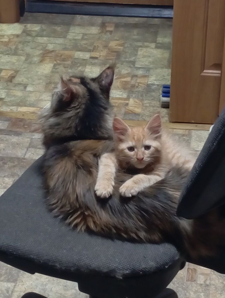 Котенок метис Мейн-Кун