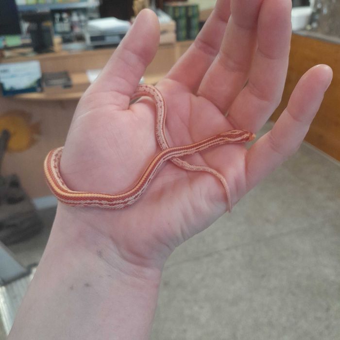 Wąż zbożowy (Pantherophis guttatus)