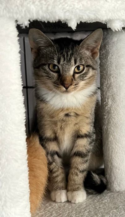 Cudowna Manila szuka domu