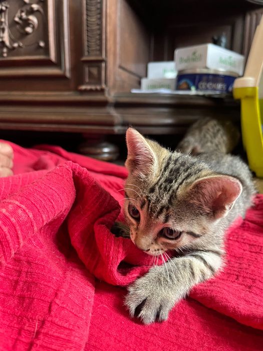 Gatinhos procuram família para a vida