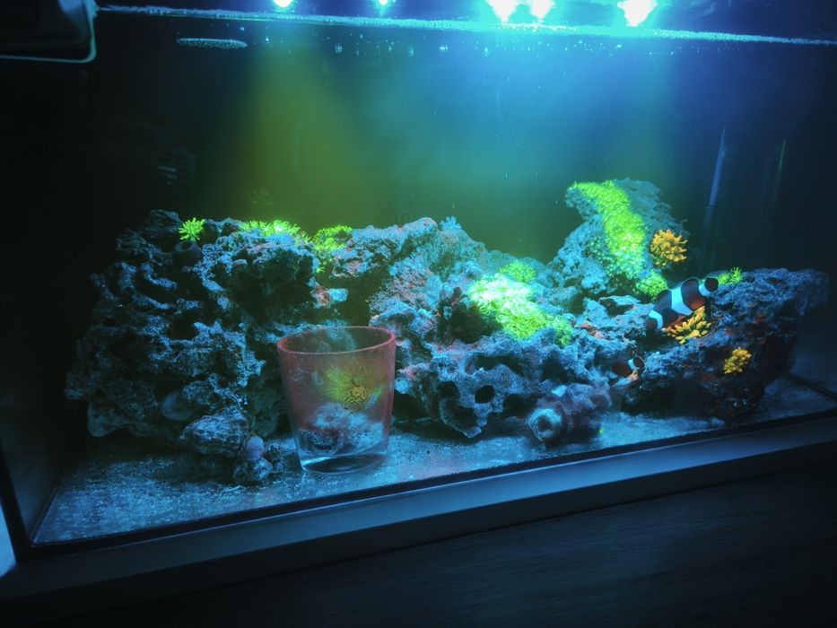 Akwarium morskie 54 l 60x30x30 zestaw Nano z życiem i sprzętem