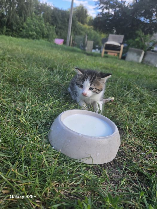 Oddam kotki same jedzą