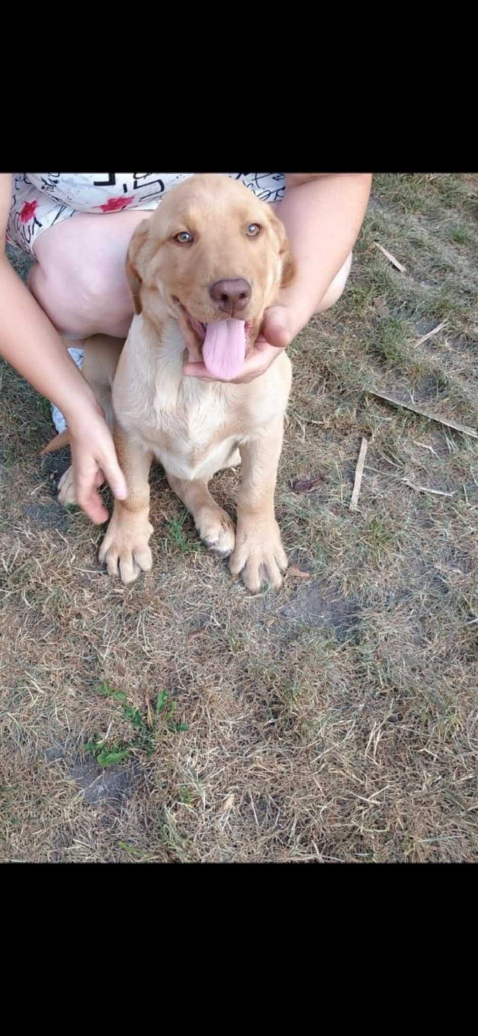 Piękny Labrador Retriever biszkoptowy