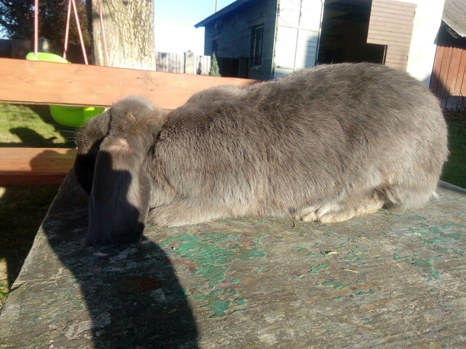 Французький баран