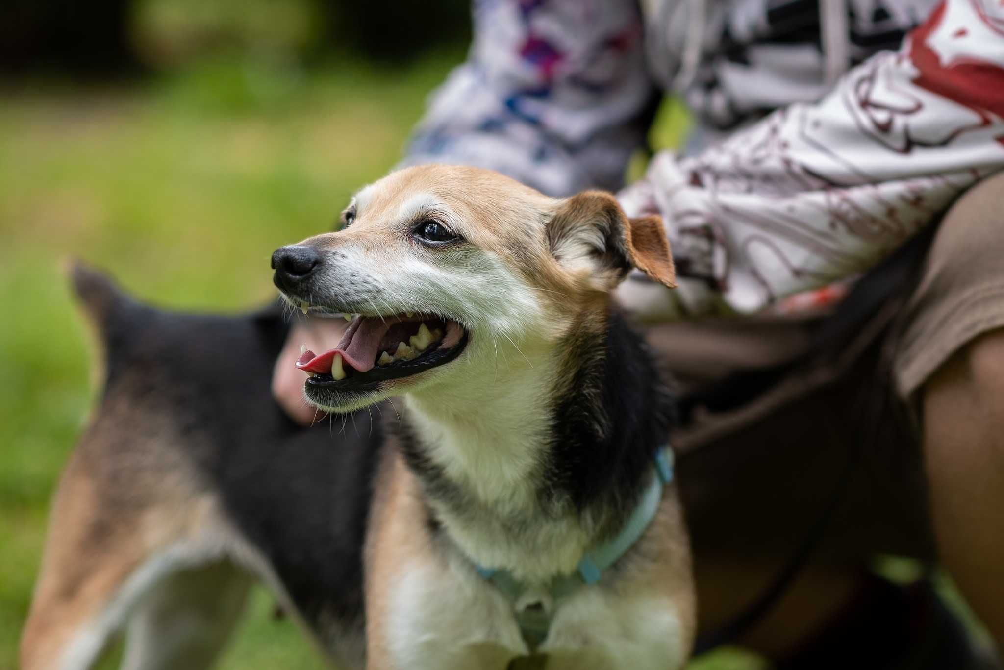 SAMI - psia babcia z charakterem poleca się na kanapę