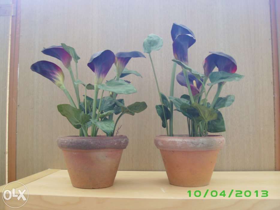 Planta SIA - vaso com jarros e caixa de madeira