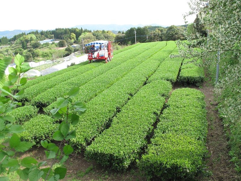 Японский зеленый чай Сенча 100гр. Япония. Made in Japan.