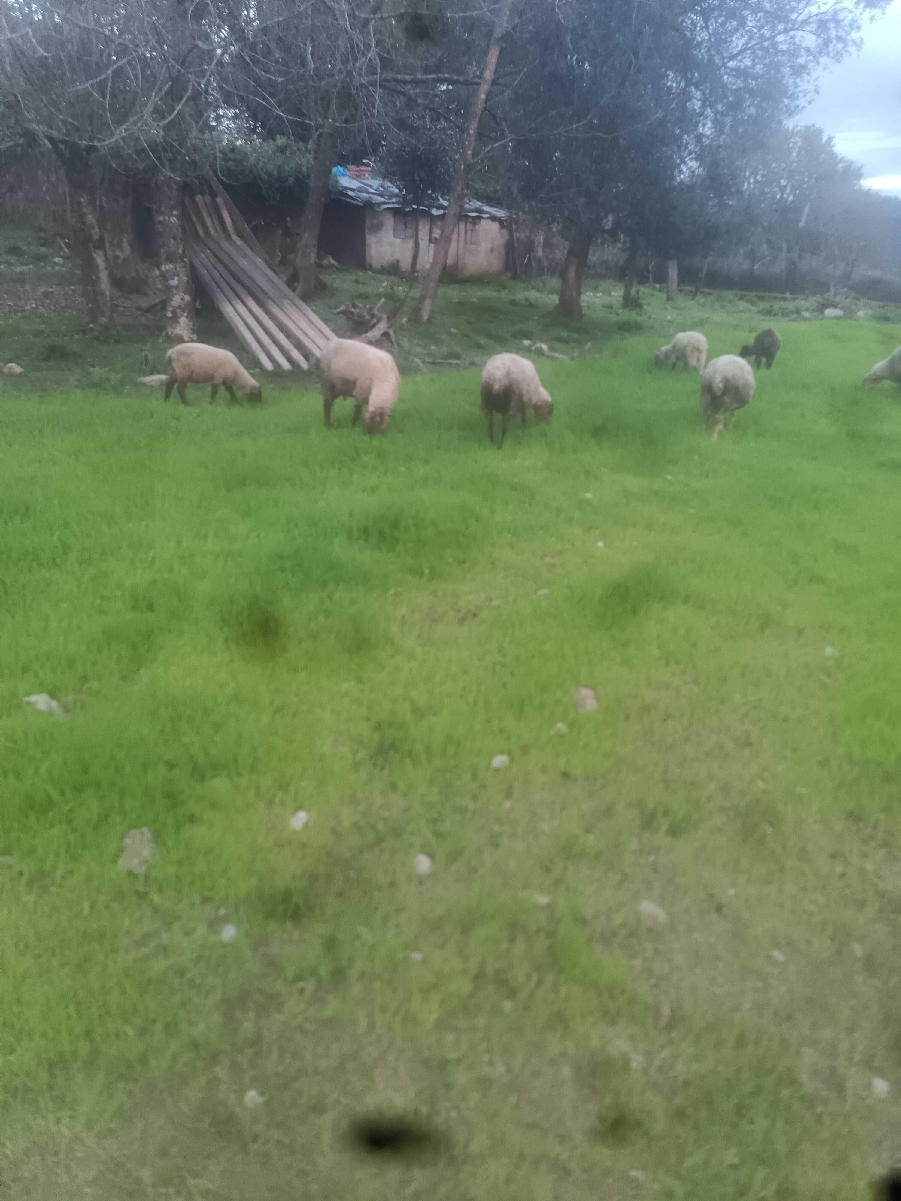 Ovelhas venda em lote