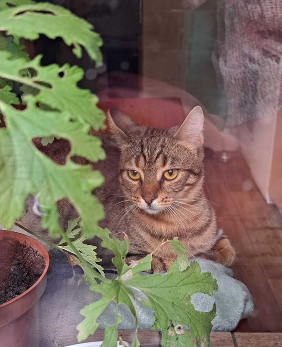 Piękna i łagodna Mela czeka na dom