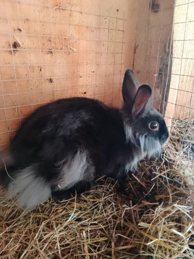 Króliczki miniaturki + zwiedzanie mini zoo