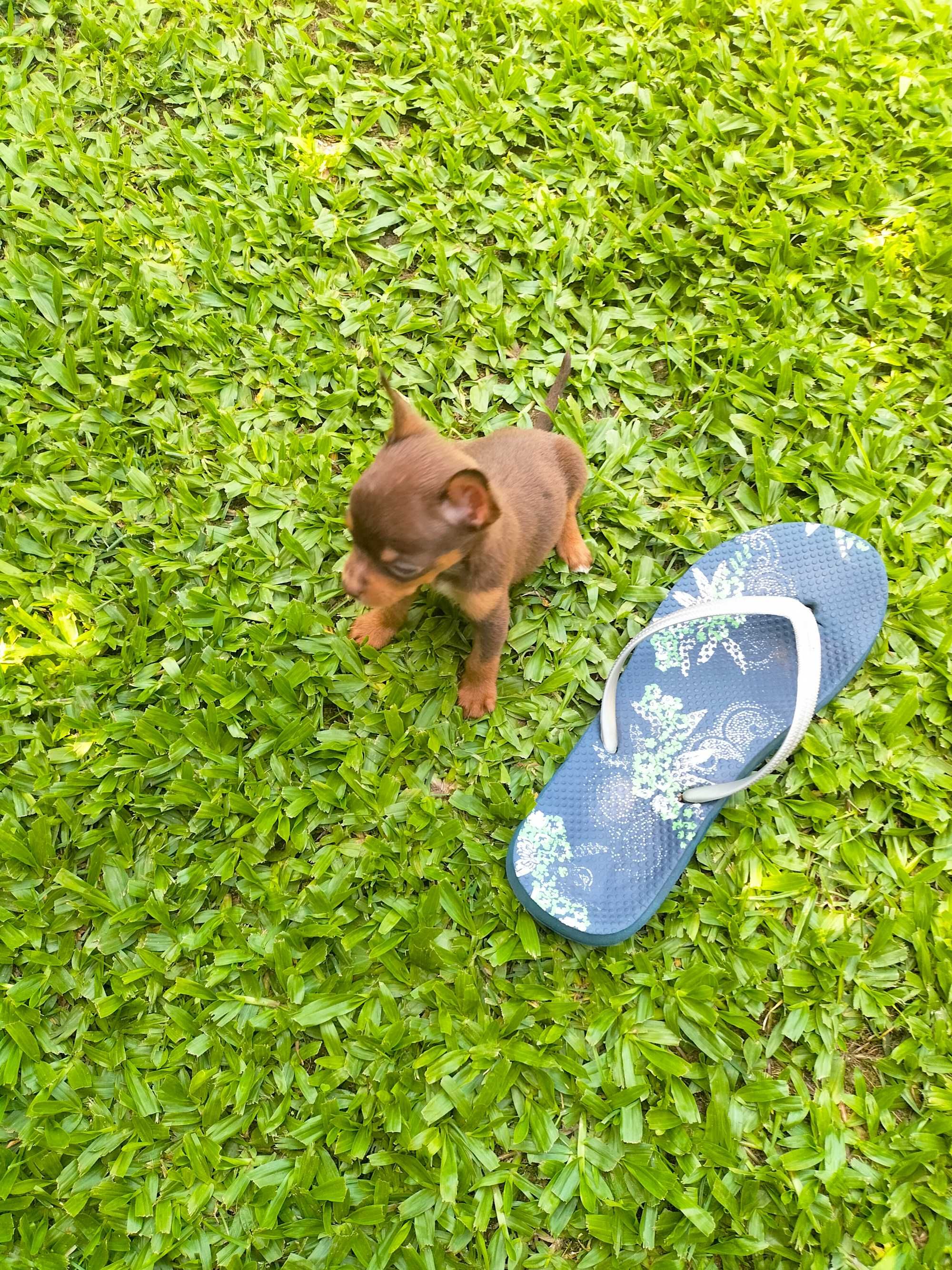 Pinscher fêmea tamanho zero
