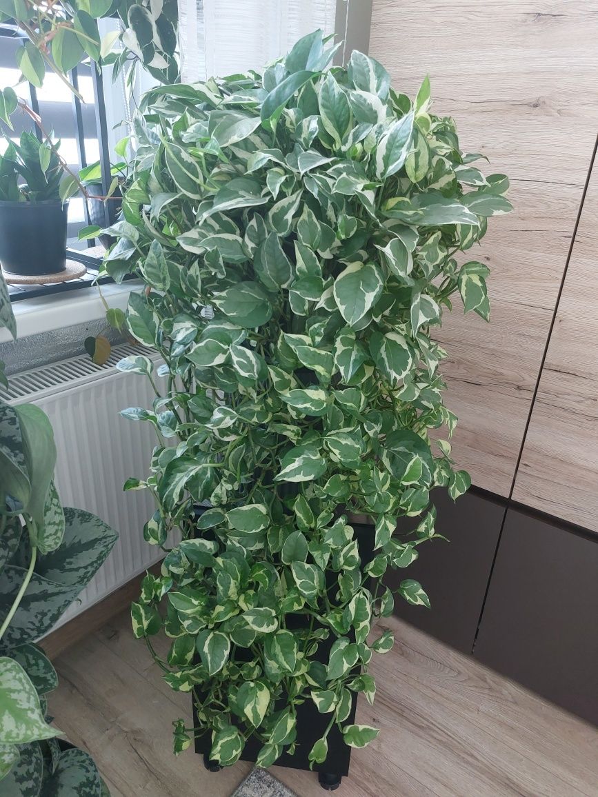 Epipremnum aureum 'N'joy'- wielki