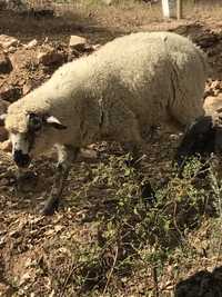 Borrego cruzado sullfok.